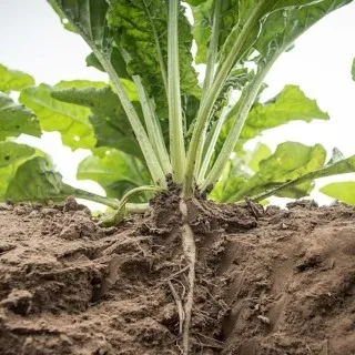 Sugar Beet